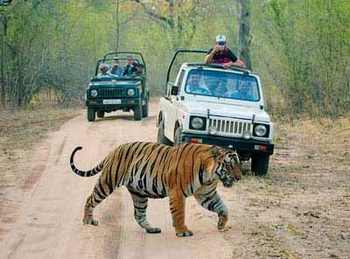 Golden Triangle with Wildlife
