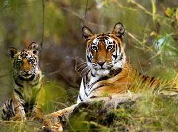 Enchanting Temple and Wildlife