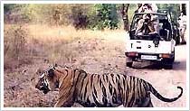 Ranthambore Wildlife Safari