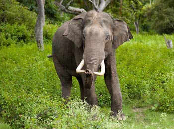 Golden Triangle with Wildlife